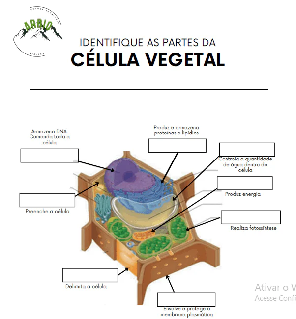 ATIVIDADES DE CÉLULAS COM GABARITO | Tá Pronto